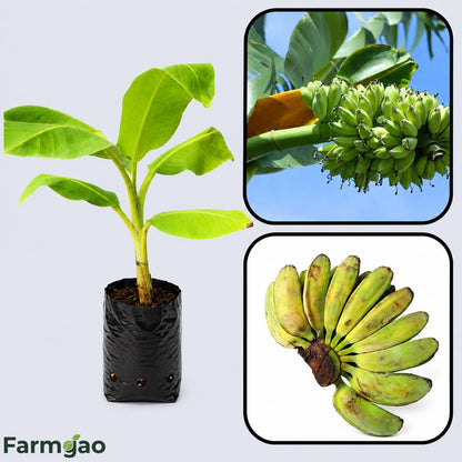 Cardaba Banana Healthy Sweet Tissue Cultured Fruit Plant