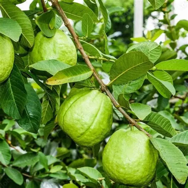 Caribbean Pearl Guava Air Layered Healthy Fruit Plant