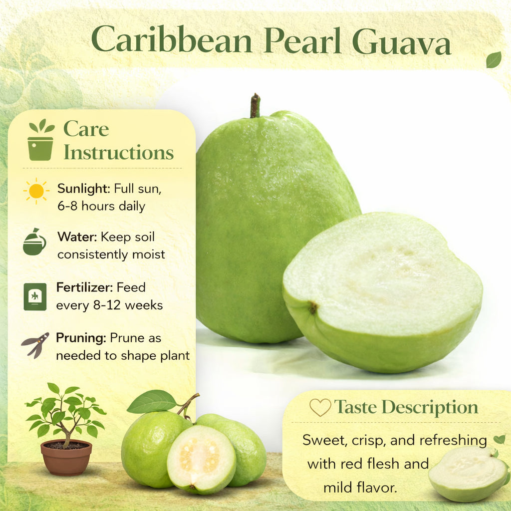 Caribbean Pearl Guava Air Layered Healthy Fruit Plant