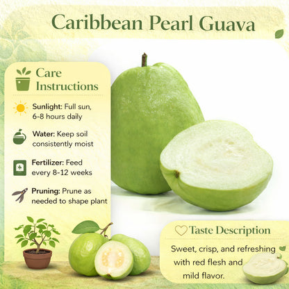 Caribbean Pearl Guava Air Layered Healthy Fruit Plant