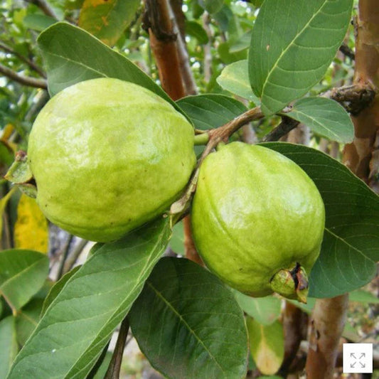 Caribbean Pearl Guava Air Layered Healthy Fruit Plant