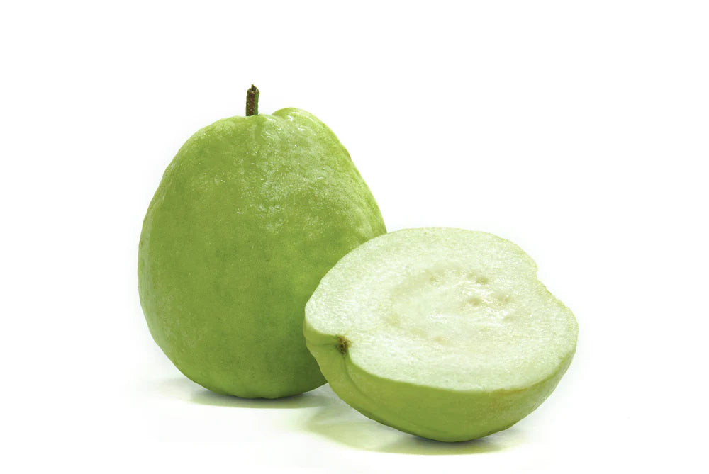 Caribbean Pearl Guava Air Layered Healthy Fruit Plant
