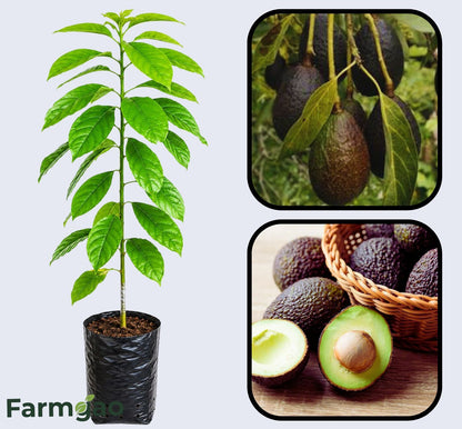 Carmen Hass Avocado Grafted Healthy Fruit Plant