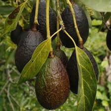 Carmen Hass Avocado Grafted Healthy Fruit Plant