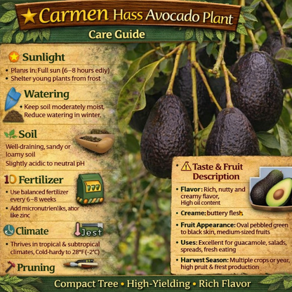 Carmen Hass Avocado Grafted Healthy Fruit Plant