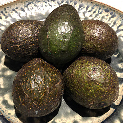 Carmen Hass Avocado Grafted Healthy Fruit Plant