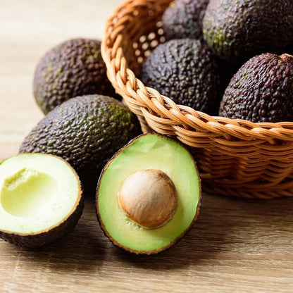 Carmen Hass Avocado Grafted Healthy Fruit Plant