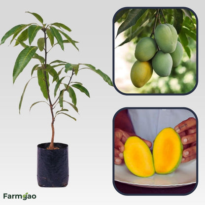 Carrie Mango Aam Grafted Healthy Fruit Plant