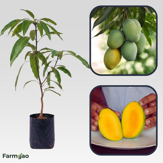 Carrie Mango Aam Grafted Healthy Fruit Plant