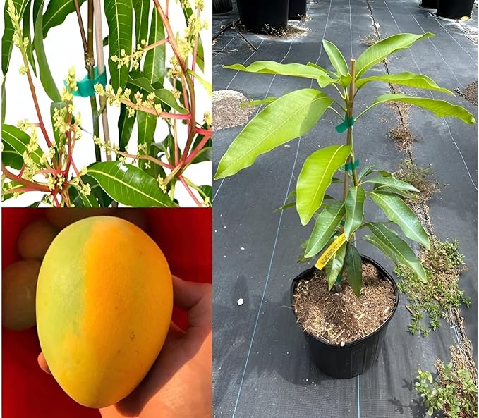 Carrie Mango Aam Grafted Healthy Fruit Plant