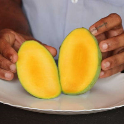 Carrie Mango Aam Grafted Healthy Fruit Plant