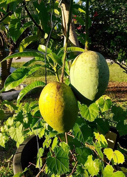 Carrie Mango Aam Grafted Healthy Fruit Plant