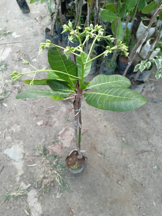 Jhargram 1 Kaju Cashew Nut Anacardium Fruit Plant
