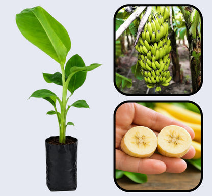 Cavendish Banana Healthy Sweet Tissue Cultured Fruit Plant