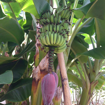 Cavendish Banana Healthy Sweet Tissue Cultured Fruit Plant