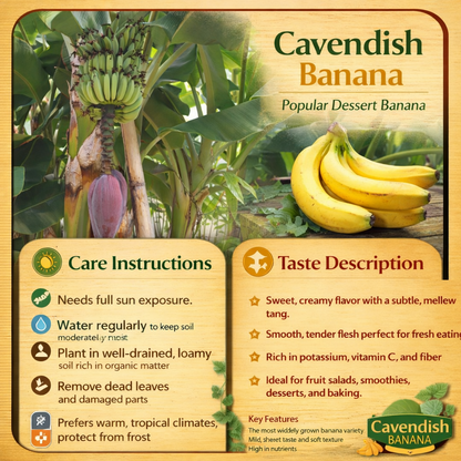 Cavendish Banana Healthy Sweet Tissue Cultured Fruit Plant