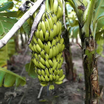 Cavendish Banana Healthy Sweet Tissue Cultured Fruit Plant