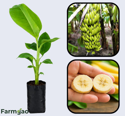 Cavendish Banana Healthy Sweet Tissue Cultured Fruit Plant