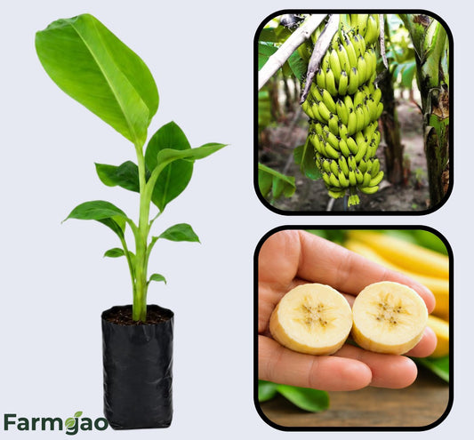 Cavendish Banana Healthy Sweet Tissue Cultured Fruit Plant