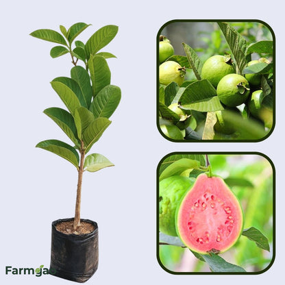 Caxcana Guava Air Layered Healthy Fruit Plant