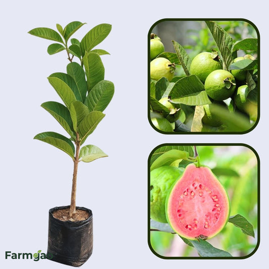 Caxcana Guava Air Layered Healthy Fruit Plant