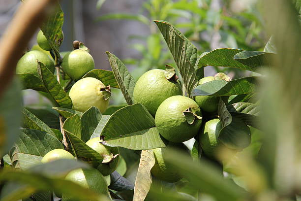 Caxcana Guava Air Layered Healthy Fruit Plant