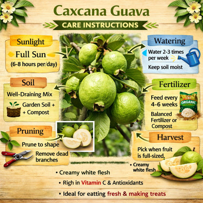Caxcana Guava Air Layered Healthy Fruit Plant