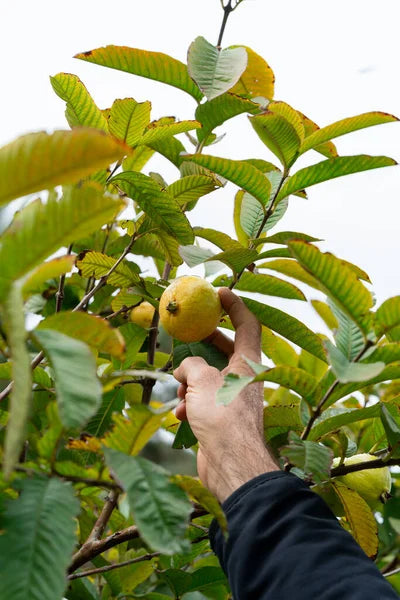 Caxcana Guava Air Layered Healthy Fruit Plant