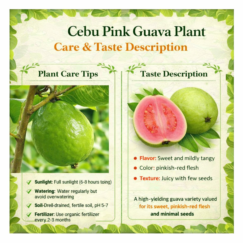 Cebu Pink Guava Air Layered Healthy Fruit Plant