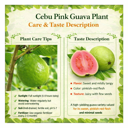 Cebu Pink Guava Air Layered Healthy Fruit Plant