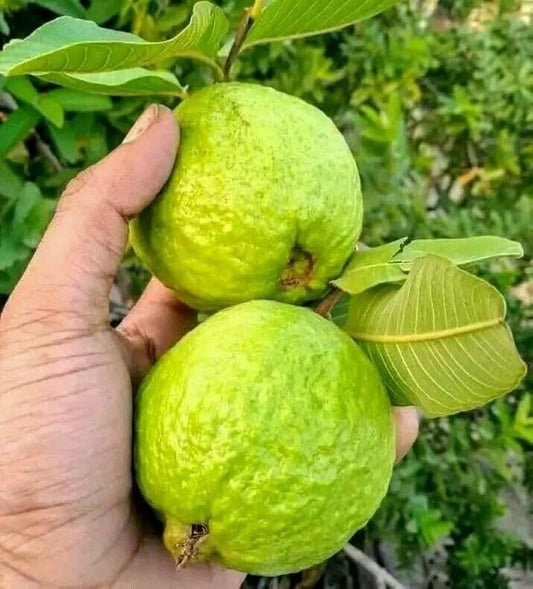 Cebu Pink Guava Air Layered Healthy Fruit Plant