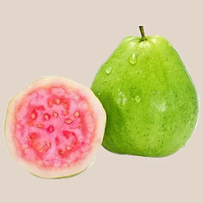 Cebu Pink Guava Air Layered Healthy Fruit Plant