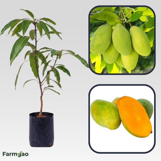 Cecil Mango Aam Grafted Healthy Fruit Plant
