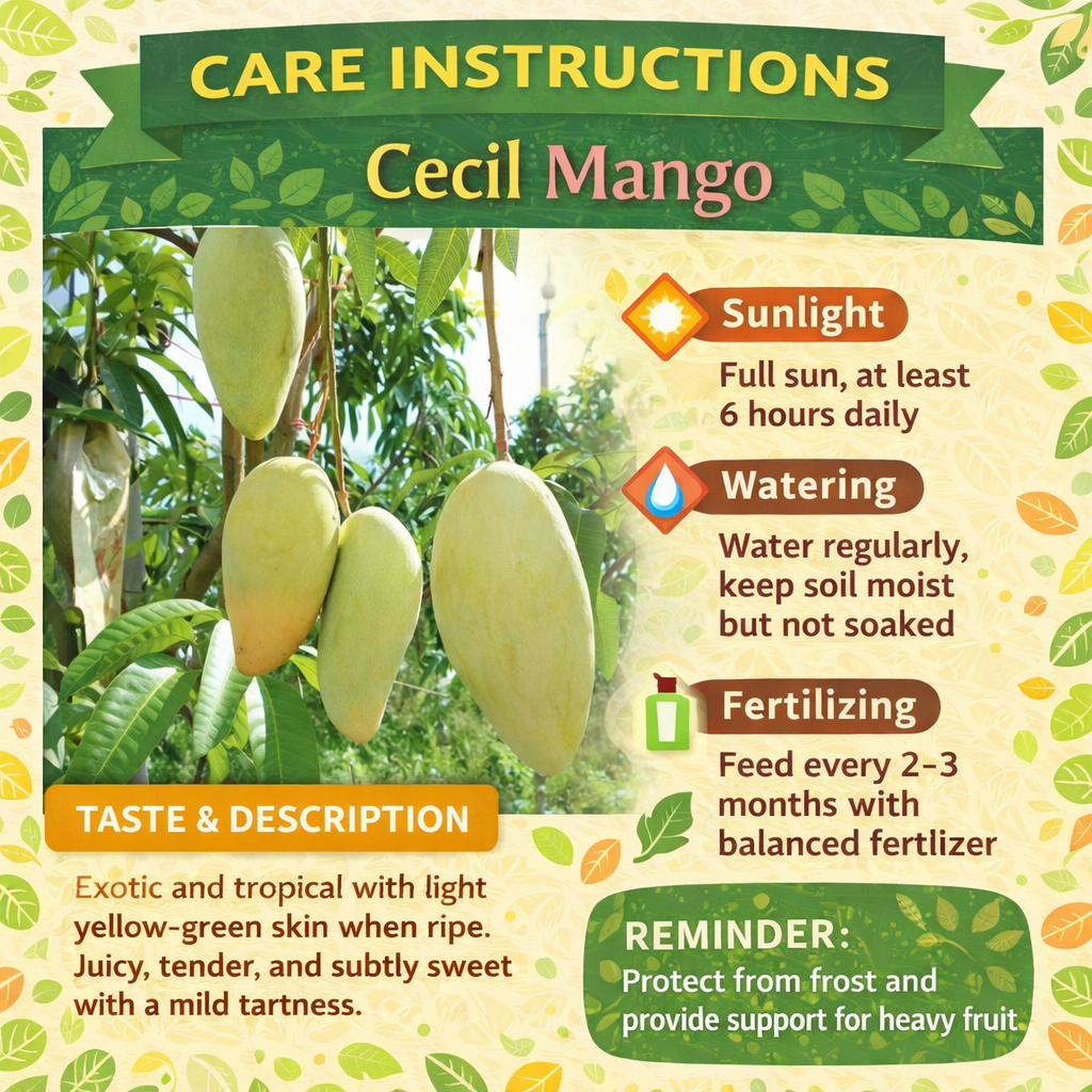 Cecil Mango Aam Grafted Healthy Fruit Plant