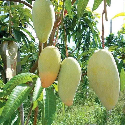 Cecil Mango Aam Grafted Healthy Fruit Plant