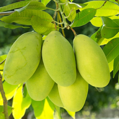 Cecil Mango Aam Grafted Healthy Fruit Plant