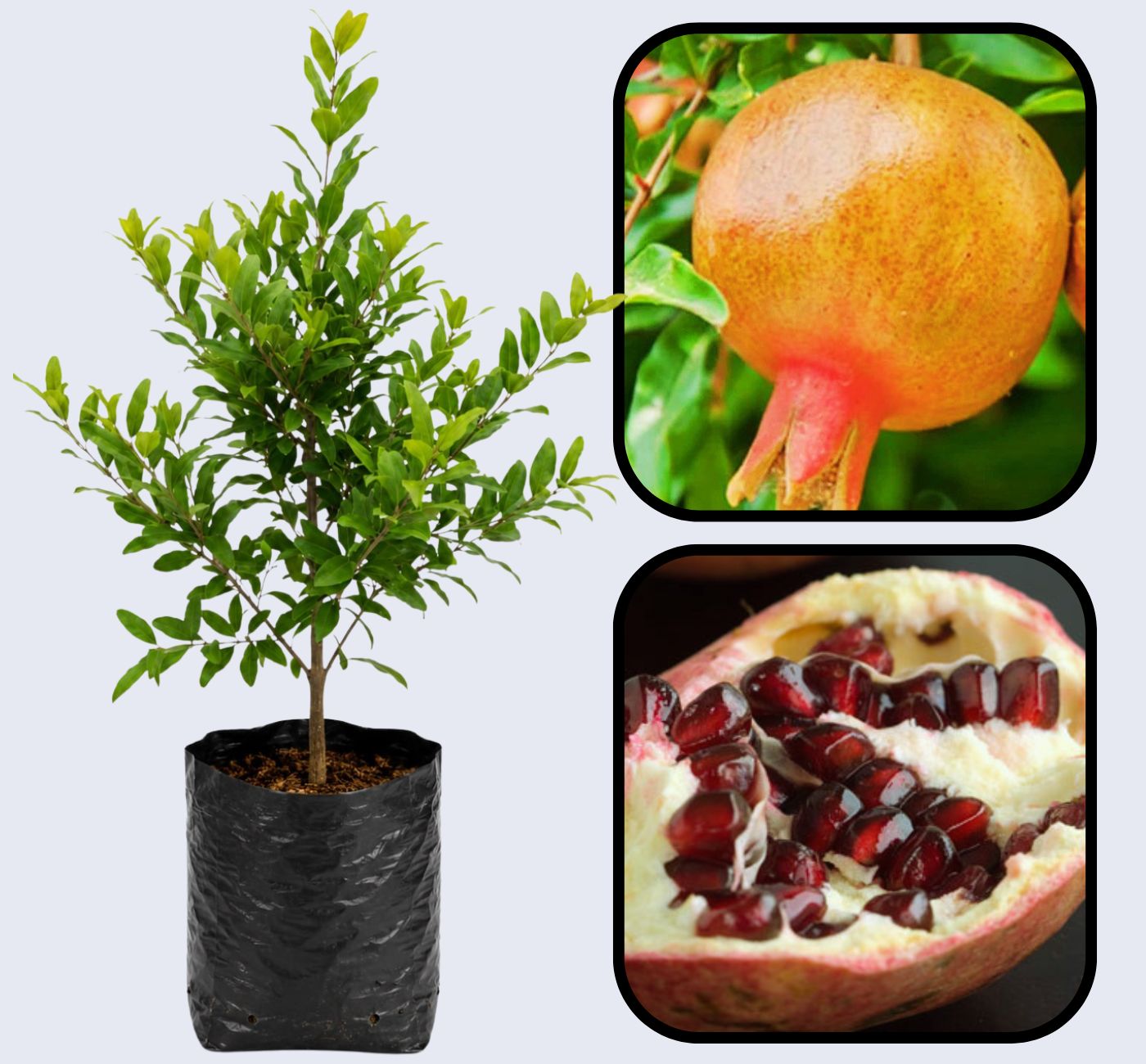 Cekirdeksiz Pomegranate Grafted Fruit Plant – High Yielding Sweet Juicy Anar Tree Variety