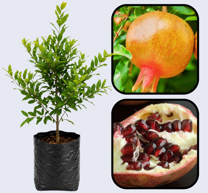 Cekirdeksiz Pomegranate Grafted Fruit Plant – High Yielding Sweet Juicy Anar Tree Variety