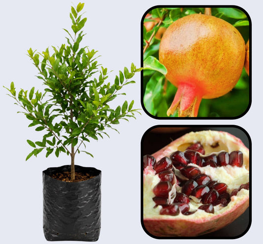 Cekirdeksiz Pomegranate Grafted Fruit Plant – High Yielding Sweet Juicy Anar Tree Variety