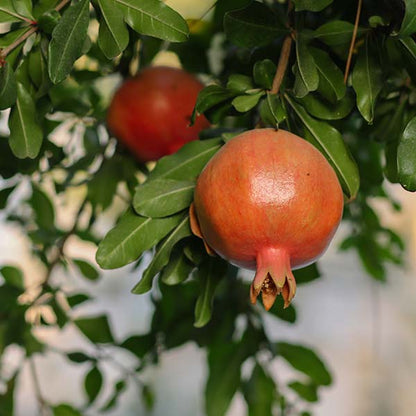 Cekirdeksiz Pomegranate Grafted Fruit Plant – High Yielding Sweet Juicy Anar Tree Variety