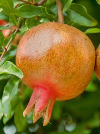 Cekirdeksiz Pomegranate Grafted Fruit Plant – High Yielding Sweet Juicy Anar Tree Variety