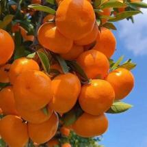 Central India Mandarin Orange Grafted Healthy Fruit Plant