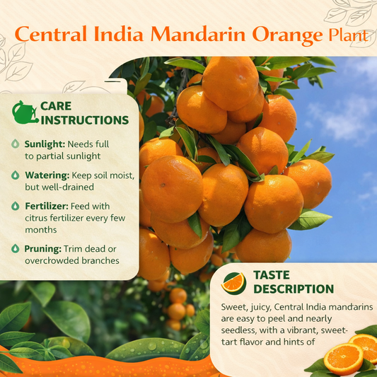 Central India Mandarin Orange Grafted Healthy Fruit Plant
