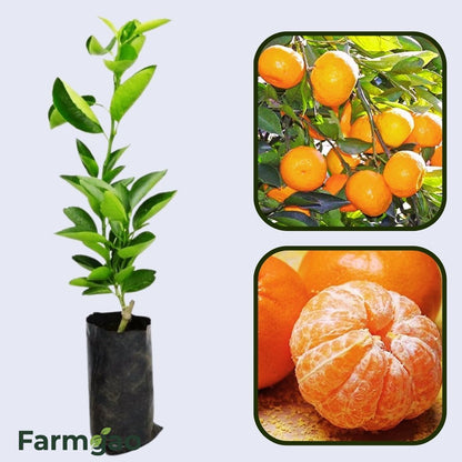 Central India Sweet Orange Grafted Healthy Fruit Plant
