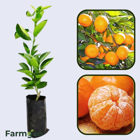 Central India Sweet Orange Grafted Healthy Fruit Plant