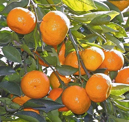 Central India Sweet Orange Grafted Healthy Fruit Plant