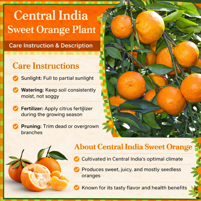 Central India Sweet Orange Grafted Healthy Fruit Plant