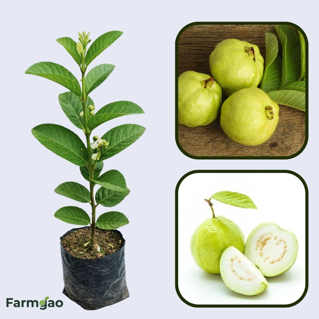Cerrado White Guava Air Layered Healthy Fruit Plant