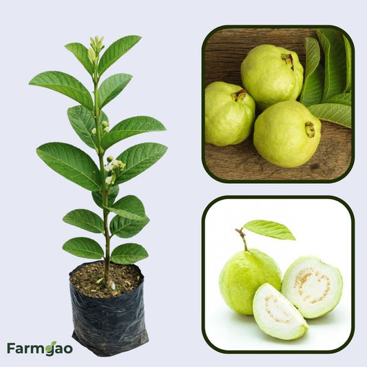 Cerrado White Guava Air Layered Healthy Fruit Plant