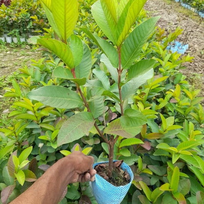 Cerrado White Guava Air Layered Healthy Fruit Plant